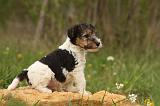 FOX TERRIER 533